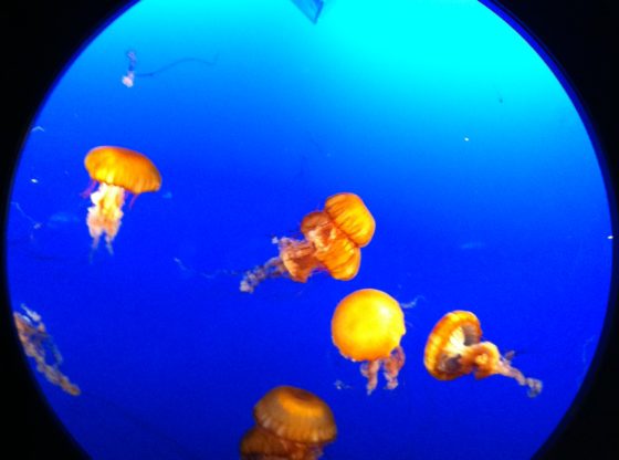 Illuminated Jellyfish, Vancouver Aquarium