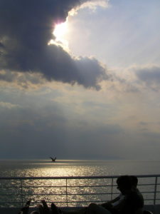 Silhouetted Seagul