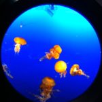Illuminated Jellyfish, Vancouver Aquarium