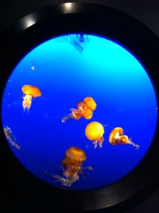 Illuminated Jellyfish, Vancouver Aquarium