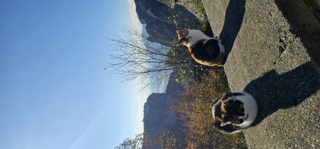Even the cat of Meteora like the views